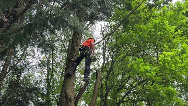 How Our Tree Care Process Works  in Squaw Valley, CA